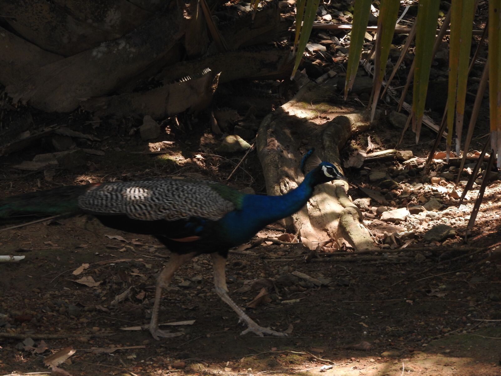 Nikon Coolpix P610 sample photo. Nature, animal, wildlife photography