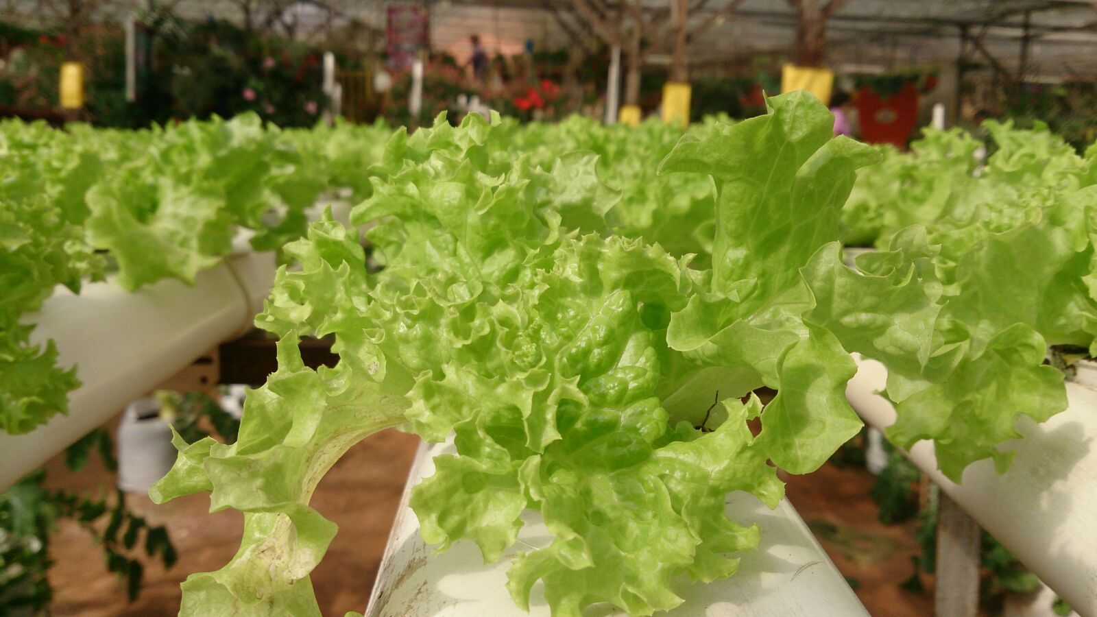 Sony Xperia ZR sample photo. Plant, vegetable, green photography