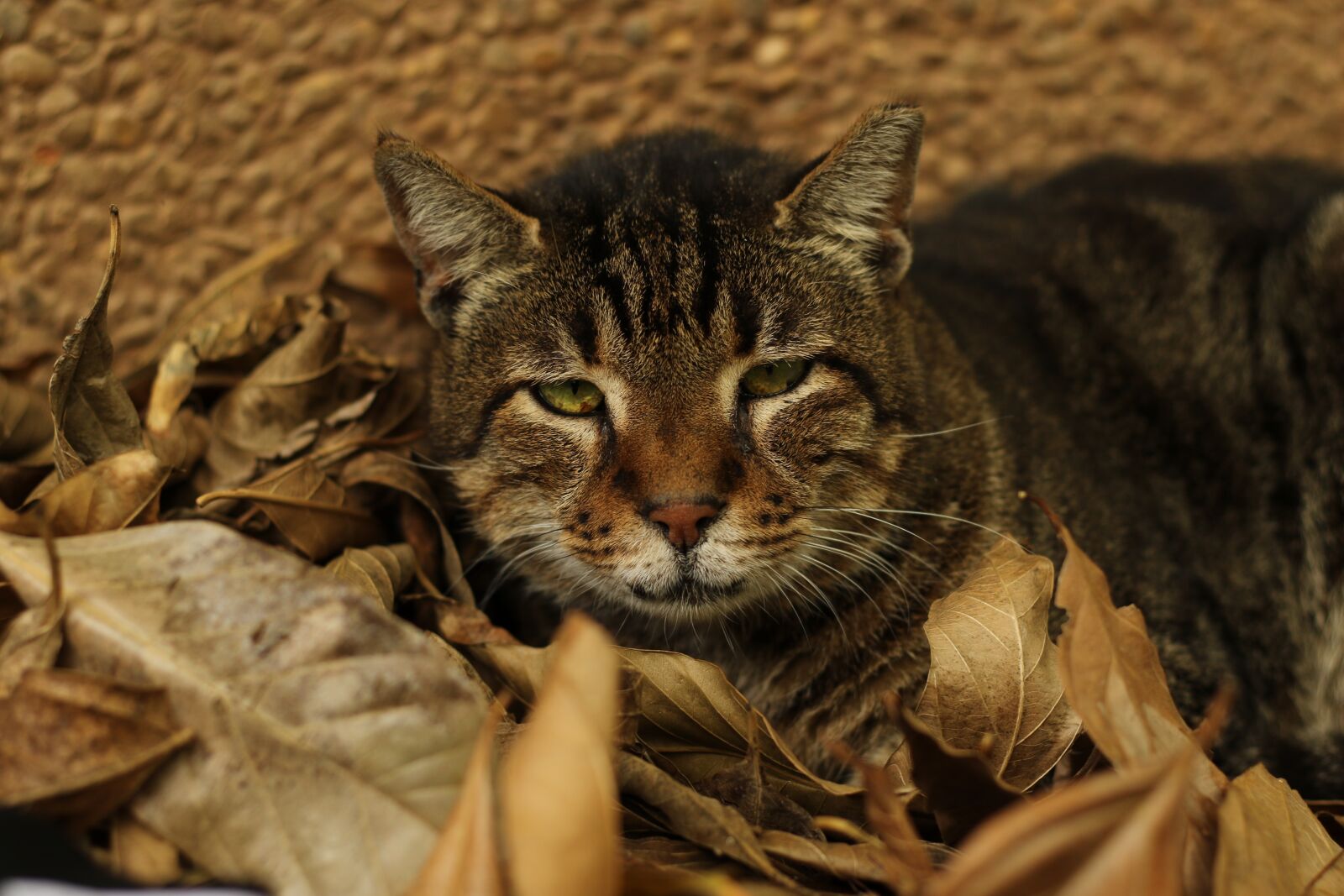 Canon EF 50mm F1.8 STM sample photo. Cat, close up, green photography