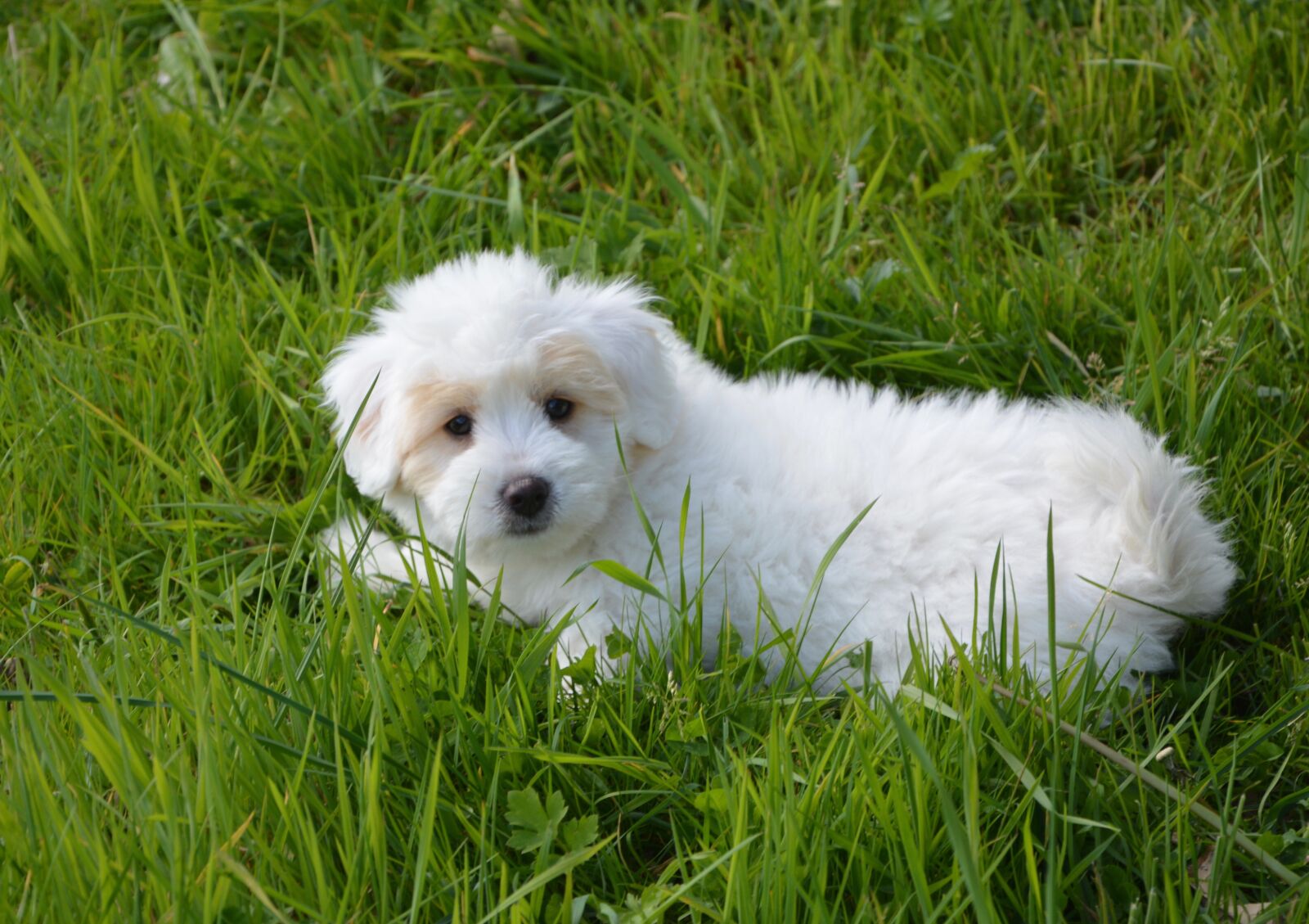 Nikon D5200 sample photo. Puppy dog, cotton tulear photography