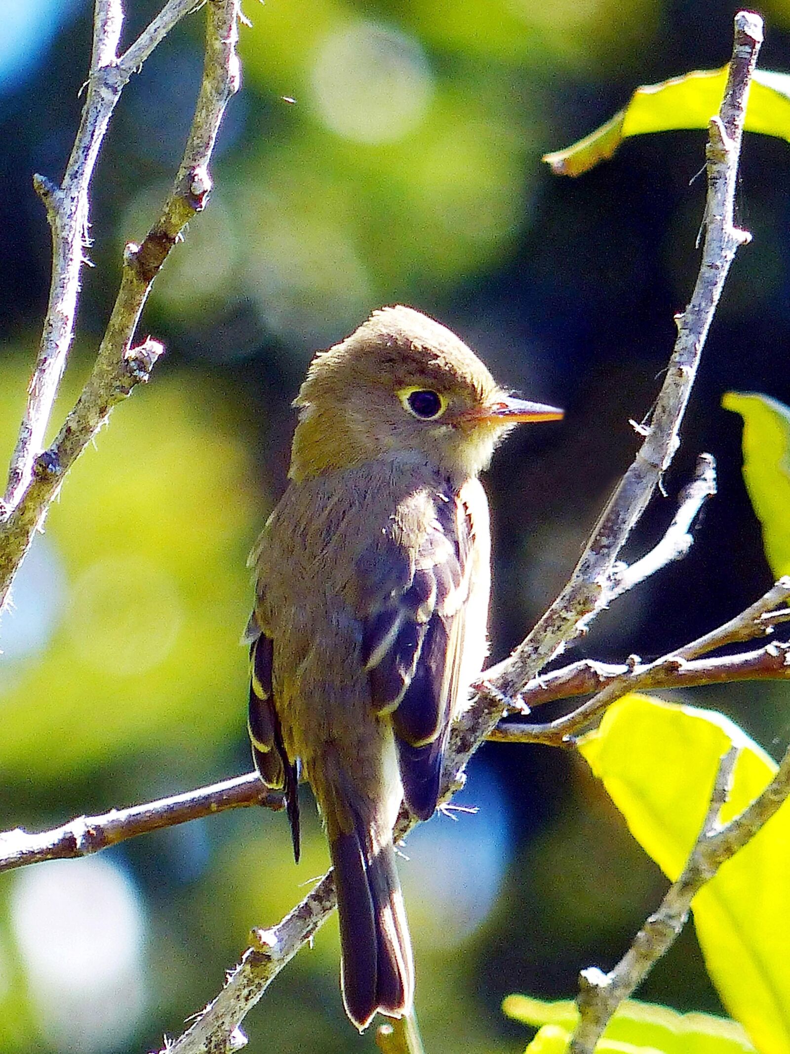 Panasonic Lumix DMC-FZ200 sample photo. Pacific, slope, flycatcher, bird photography