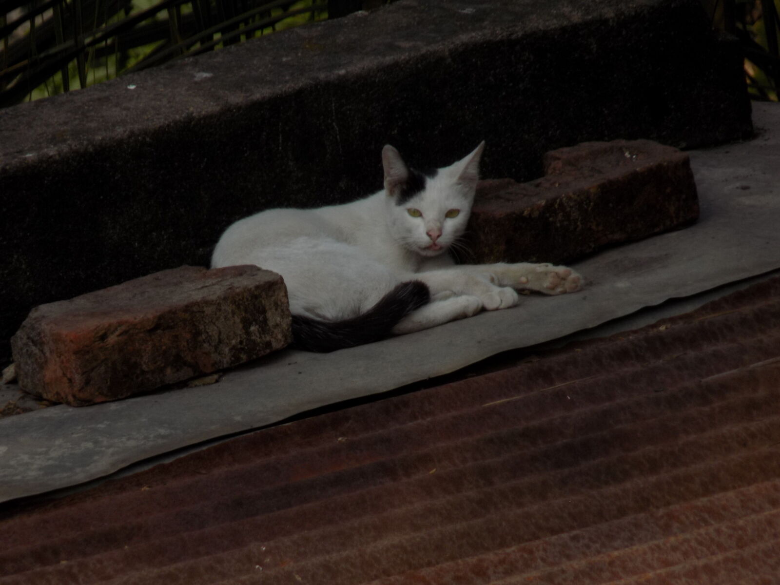 Nikon COOLPIX L330 sample photo. Cat photography