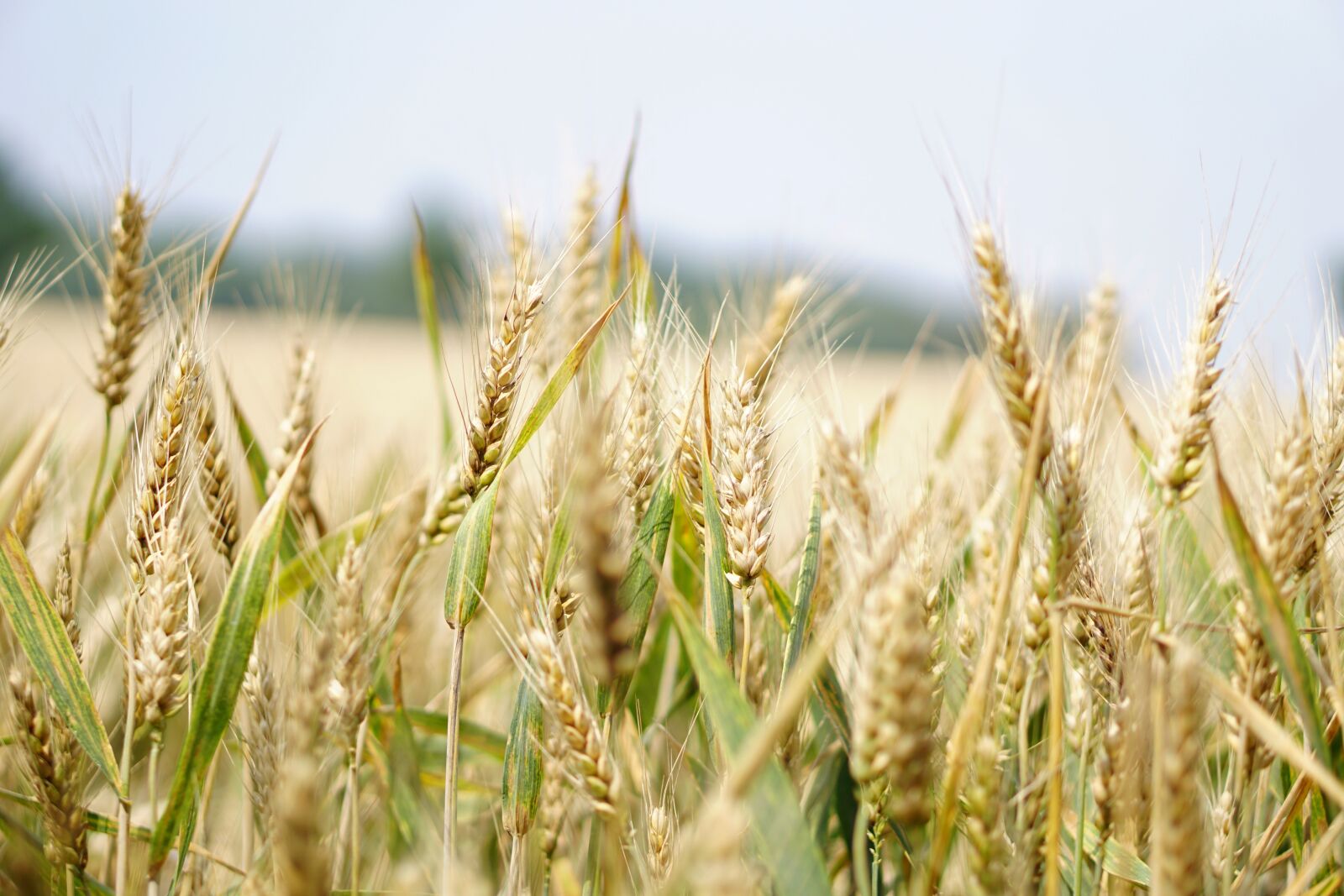 E 50mm F1.8 OSS sample photo. Wheat, wheat field, cornfield photography