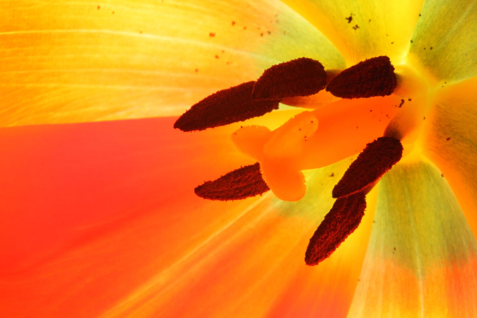 Canon EOS 5D Mark II sample photo. Tulip, macro, colorful photography