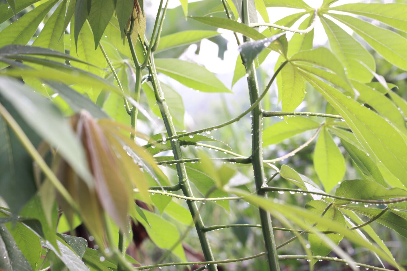 Canon EOS 50D sample photo. Rain, drop, water photography