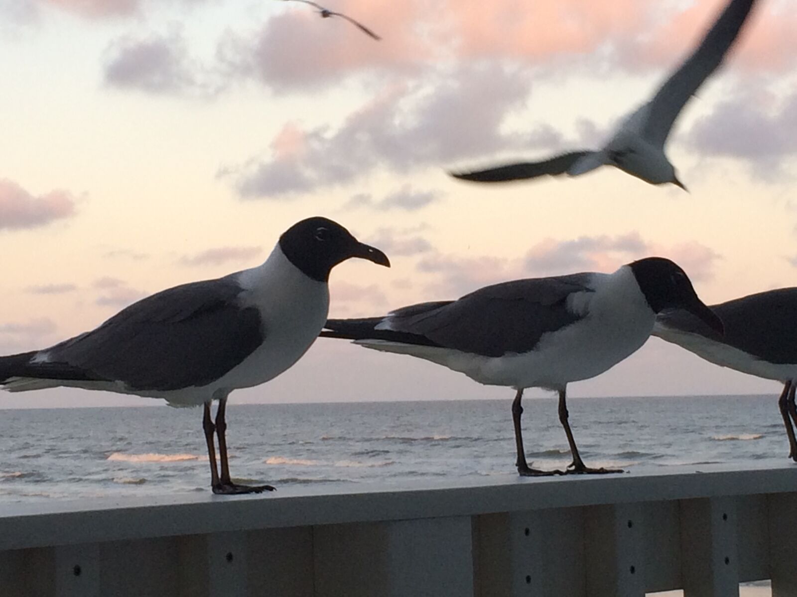 iPhone 5s back camera 4.15mm f/2.2 sample photo. Angry, birds, beach, beach photography
