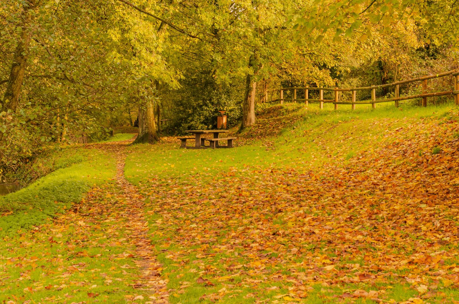 Nikon D7000 sample photo. Fall, park, color photography