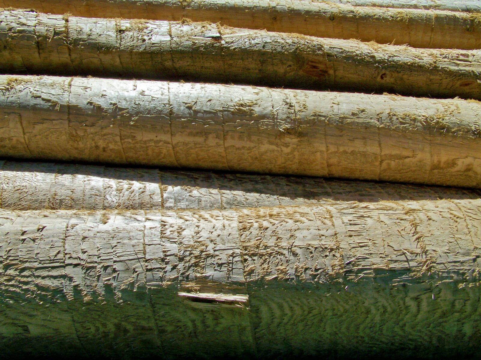 Kodak EASYSHARE ZD710 ZOOM DIGITAL CAMERA sample photo. Logs, pine wood, forest photography
