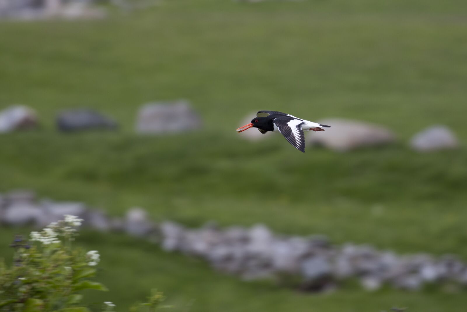 Canon EOS 5DS R + Canon EF 100-400mm F4.5-5.6L IS II USM sample photo. Oyster catcher, bird watching photography