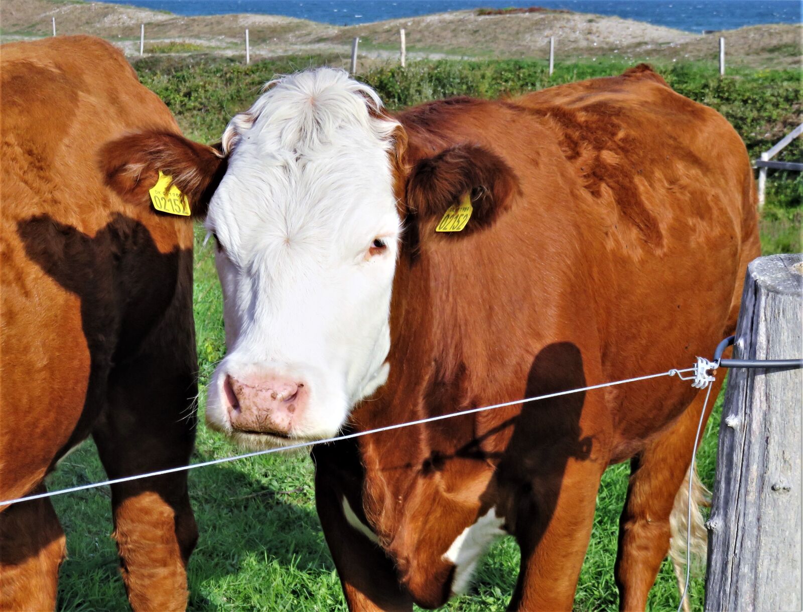 Canon PowerShot SX710 HS sample photo. Cow, calf, beef photography