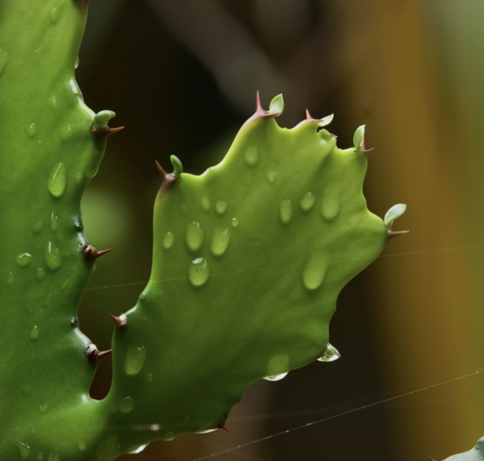 Canon EF-S 55-250mm F4-5.6 IS STM sample photo. Cactus, dew, green leaves photography
