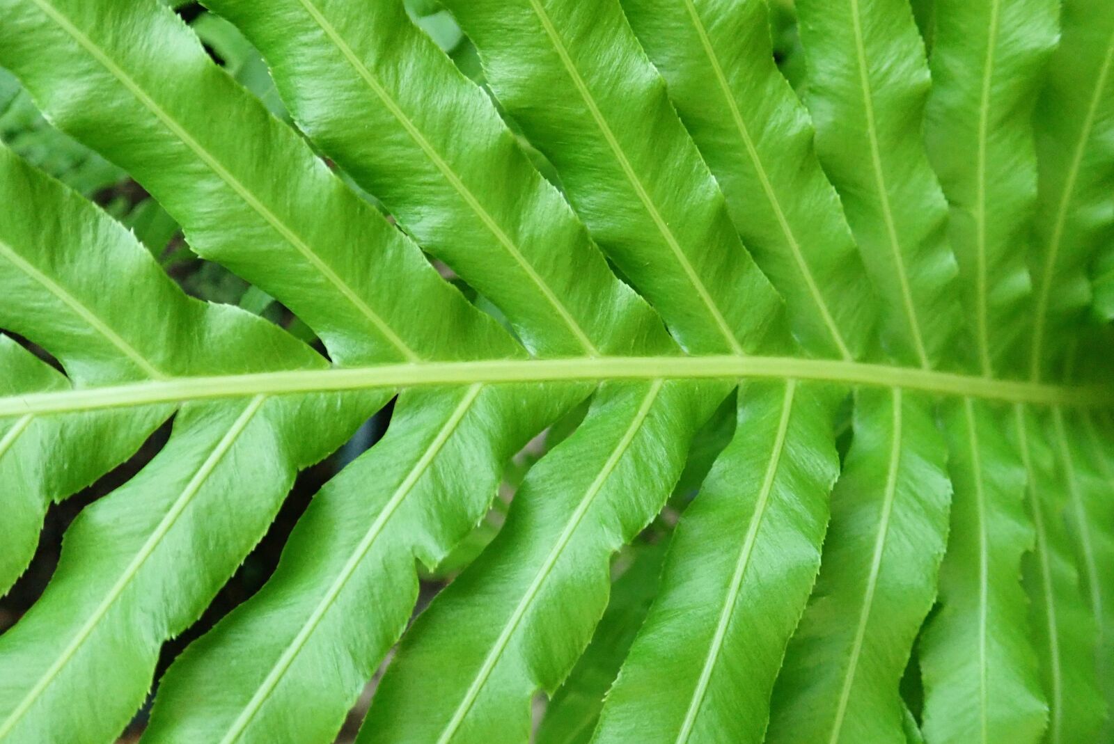 Olympus TG-5 sample photo. Plant, fern, green photography