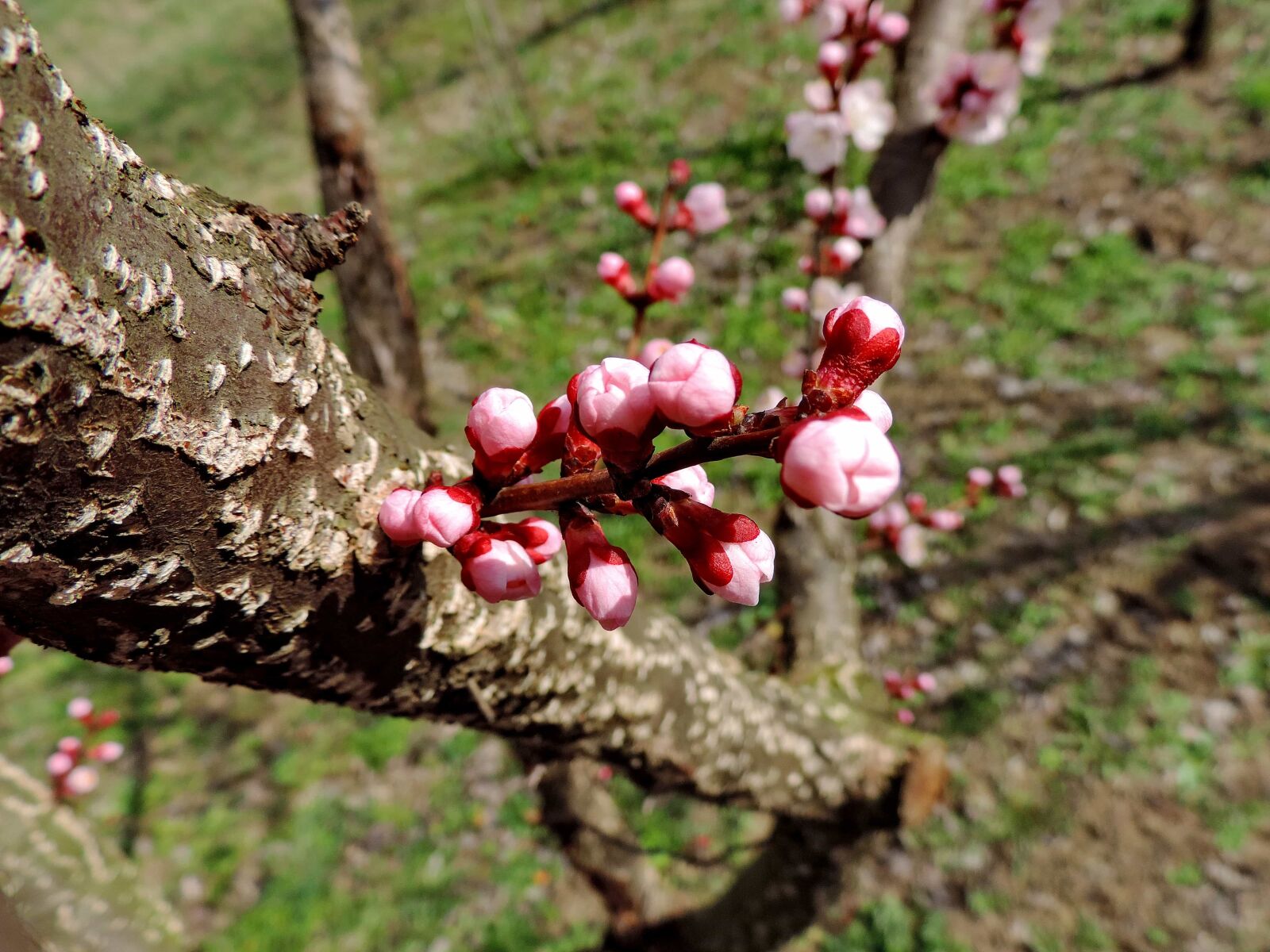 Nikon Coolpix P520 sample photo. Plant, nature, tree, branch photography