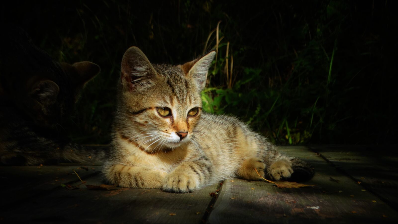 Sony Cyber-shot DSC-HX300 sample photo. Cat, kitten, animal photography