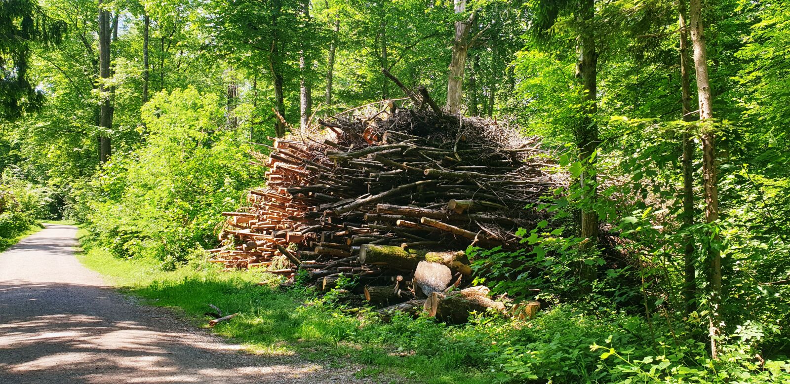 Samsung Galaxy S9 sample photo. Forest, pile of wood photography