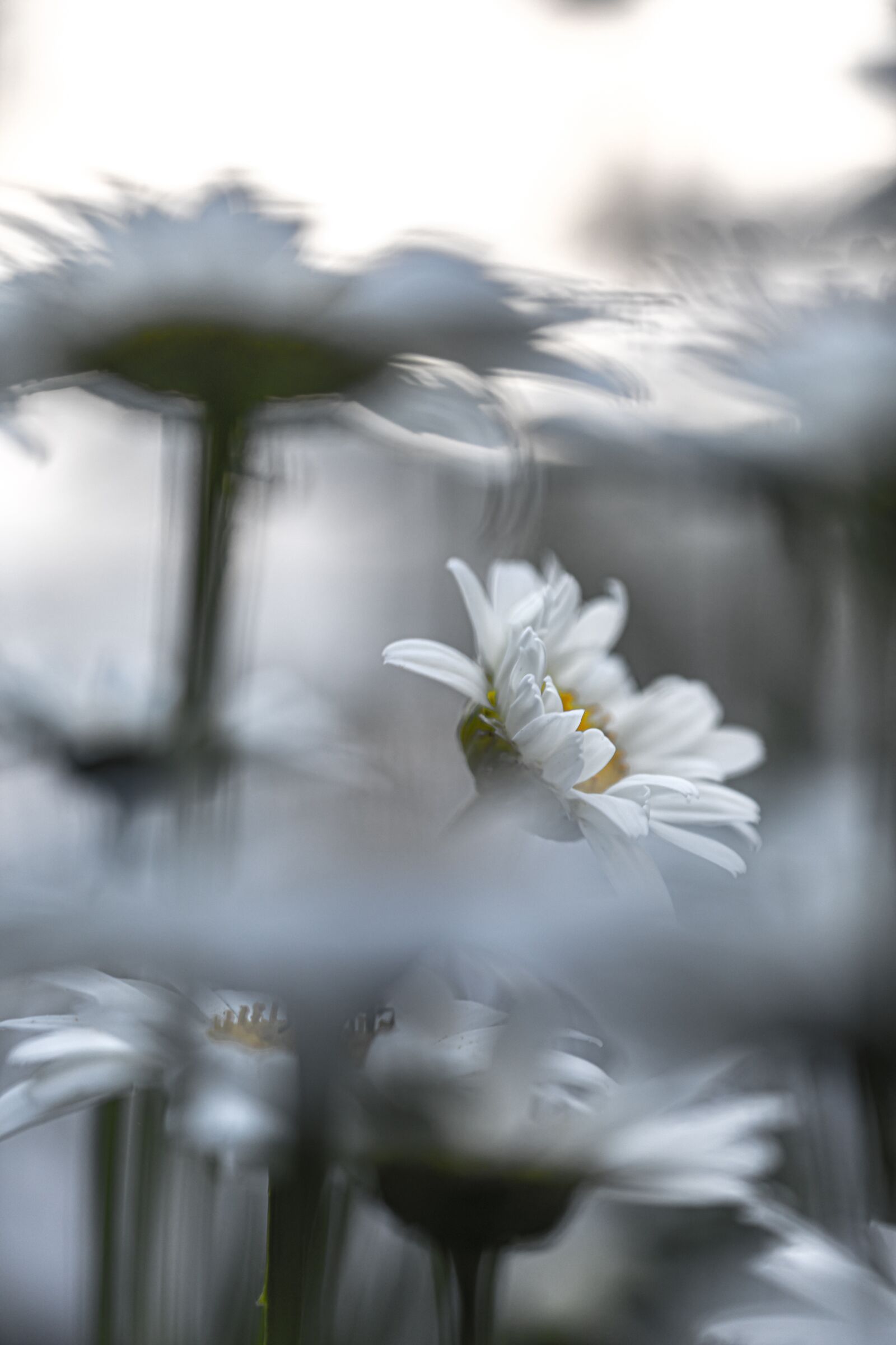 Canon EOS 5D Mark IV sample photo. Garden, flower, white flower photography