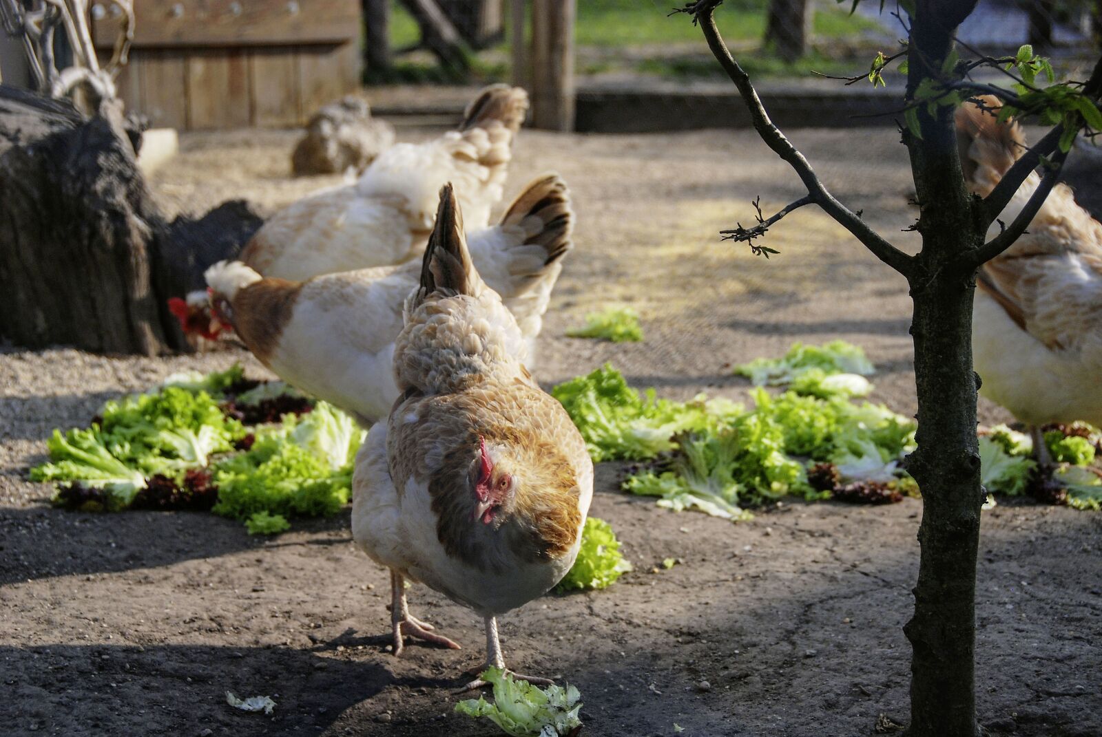 Nikon D80 sample photo. Animal, bird, chicken photography