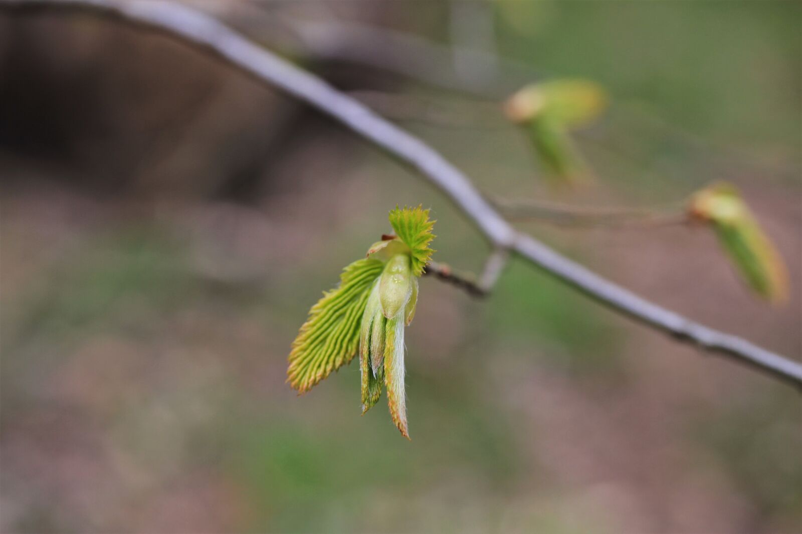 Canon EOS 7D sample photo. Leaves, branch, shoots photography