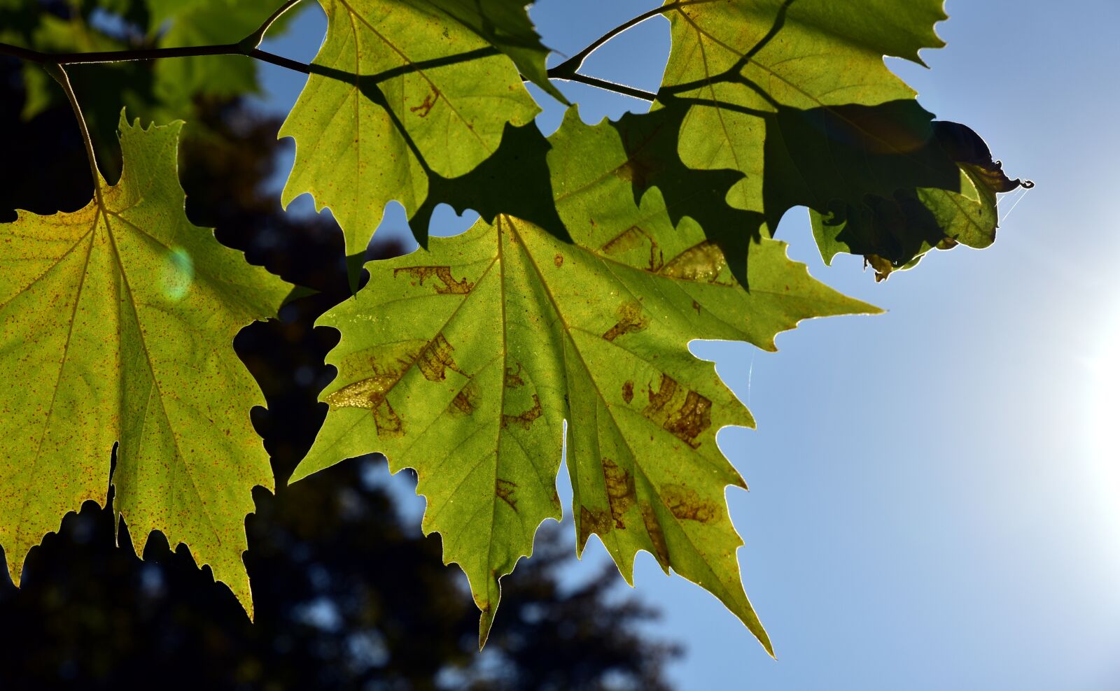Nikon D750 sample photo. Leaves, autumn, nature photography