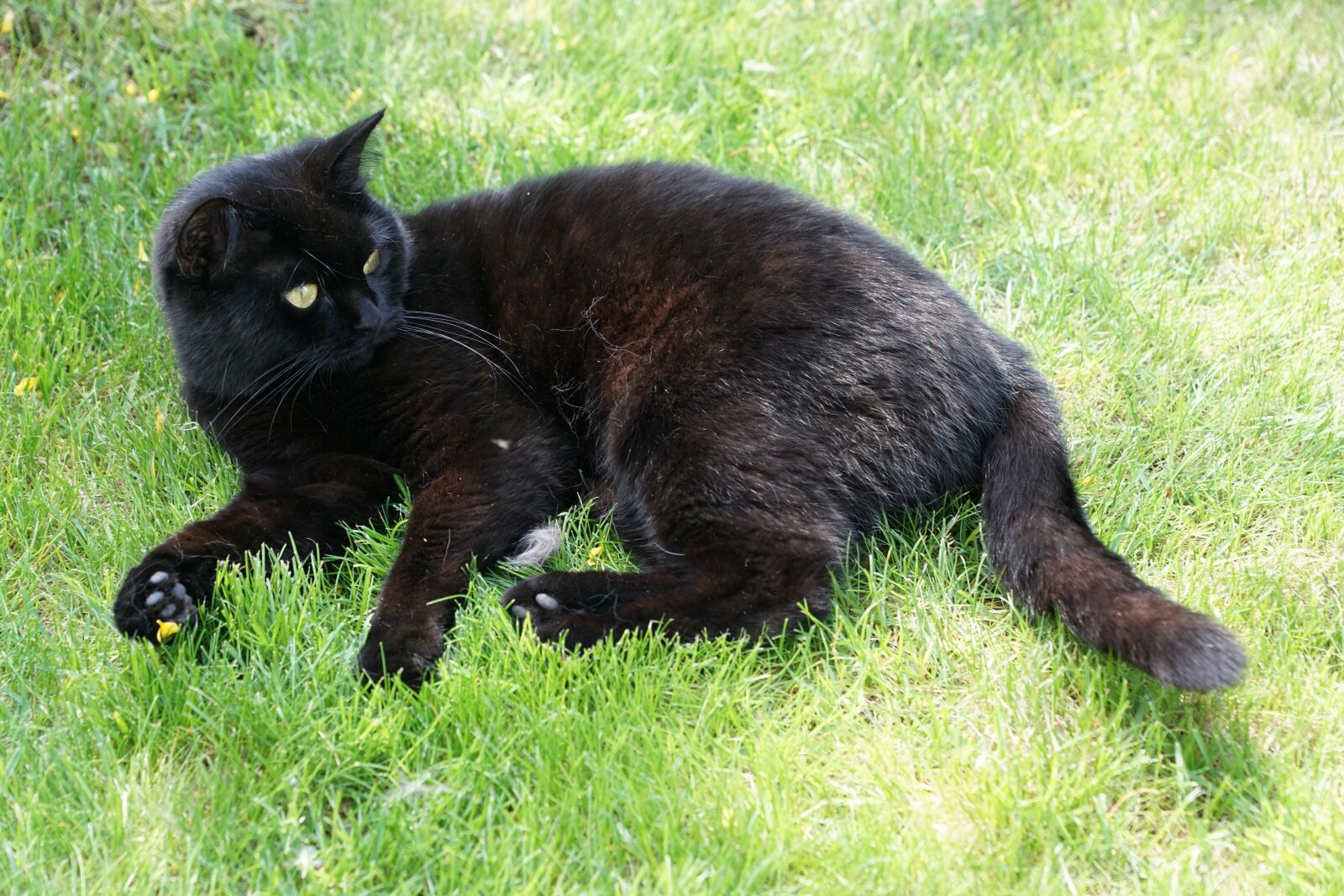 Sony DT 16-50mm F2.8 SSM sample photo. Cat, black, animal photography