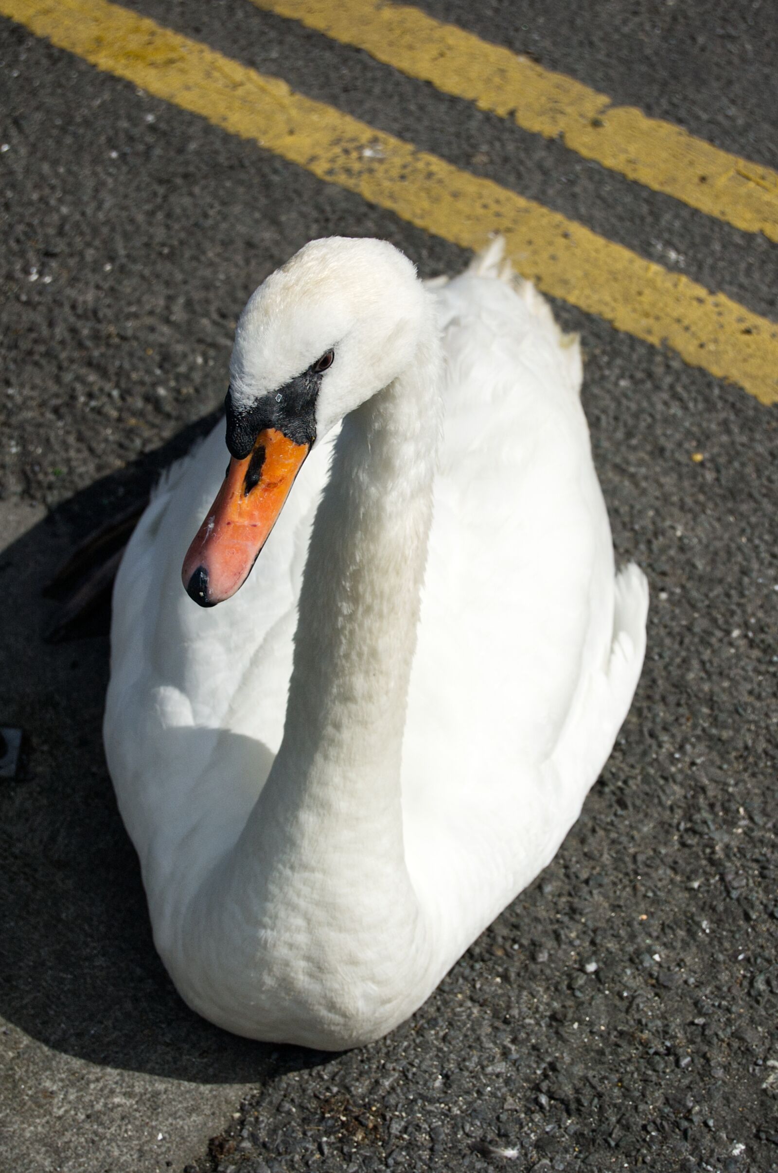 Nikon D50 sample photo. Galway, ireland, swan photography