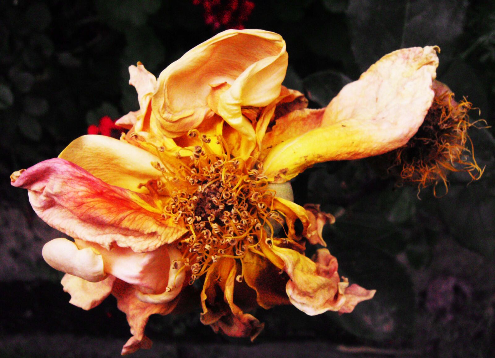Vivitar Vivicam 8400 sample photo. Nature, rose, gold, yellow photography