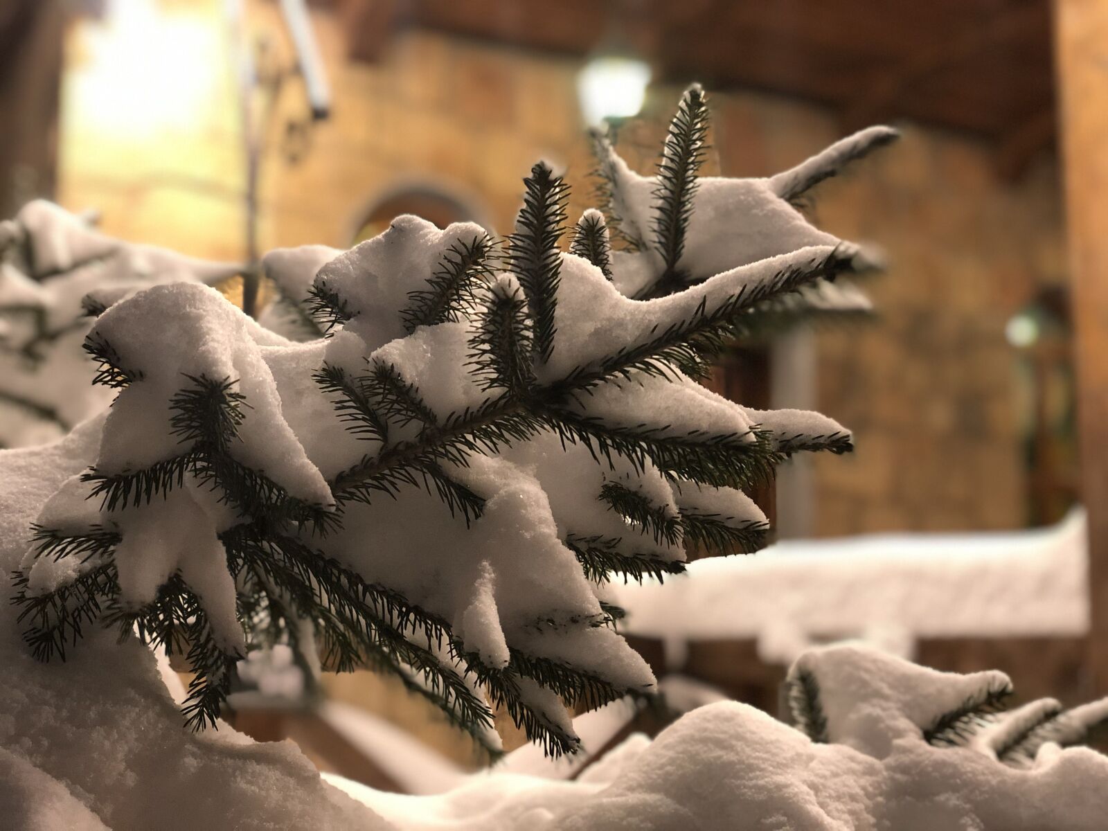 iPhone X back dual camera 6mm f/2.4 sample photo. Winter, snow, spruce photography