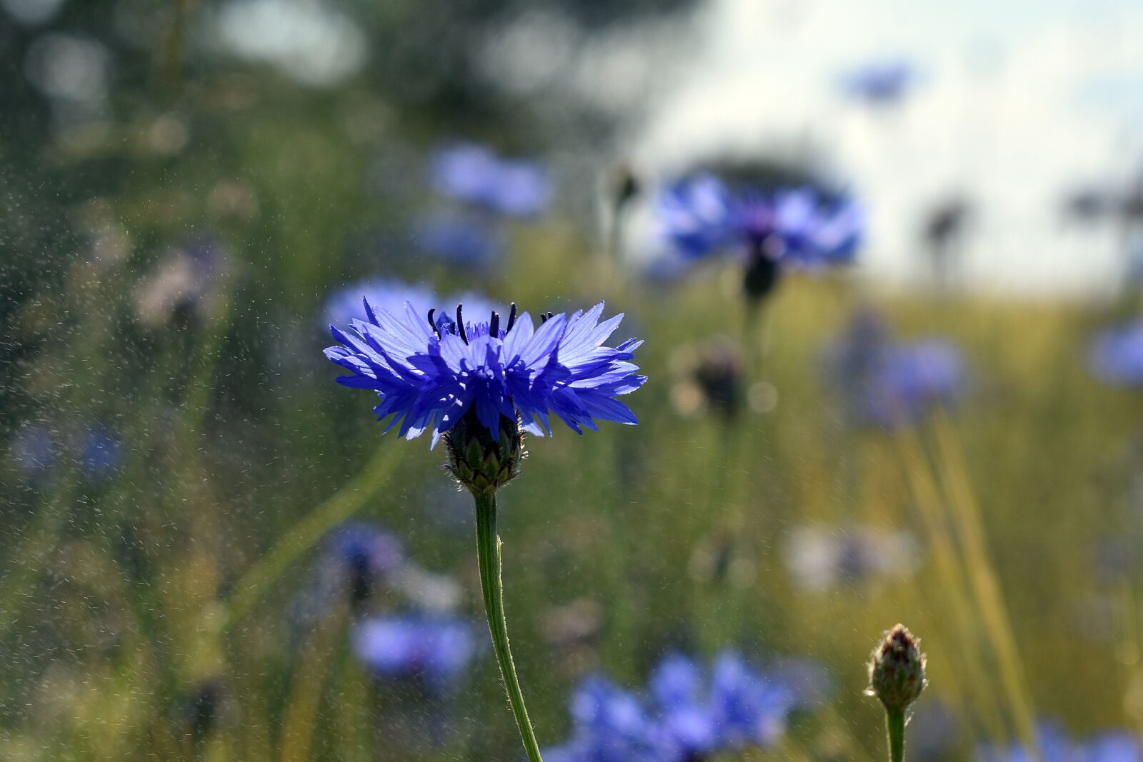 Nikon D3400 sample photo. Flowers, spring, flower photography