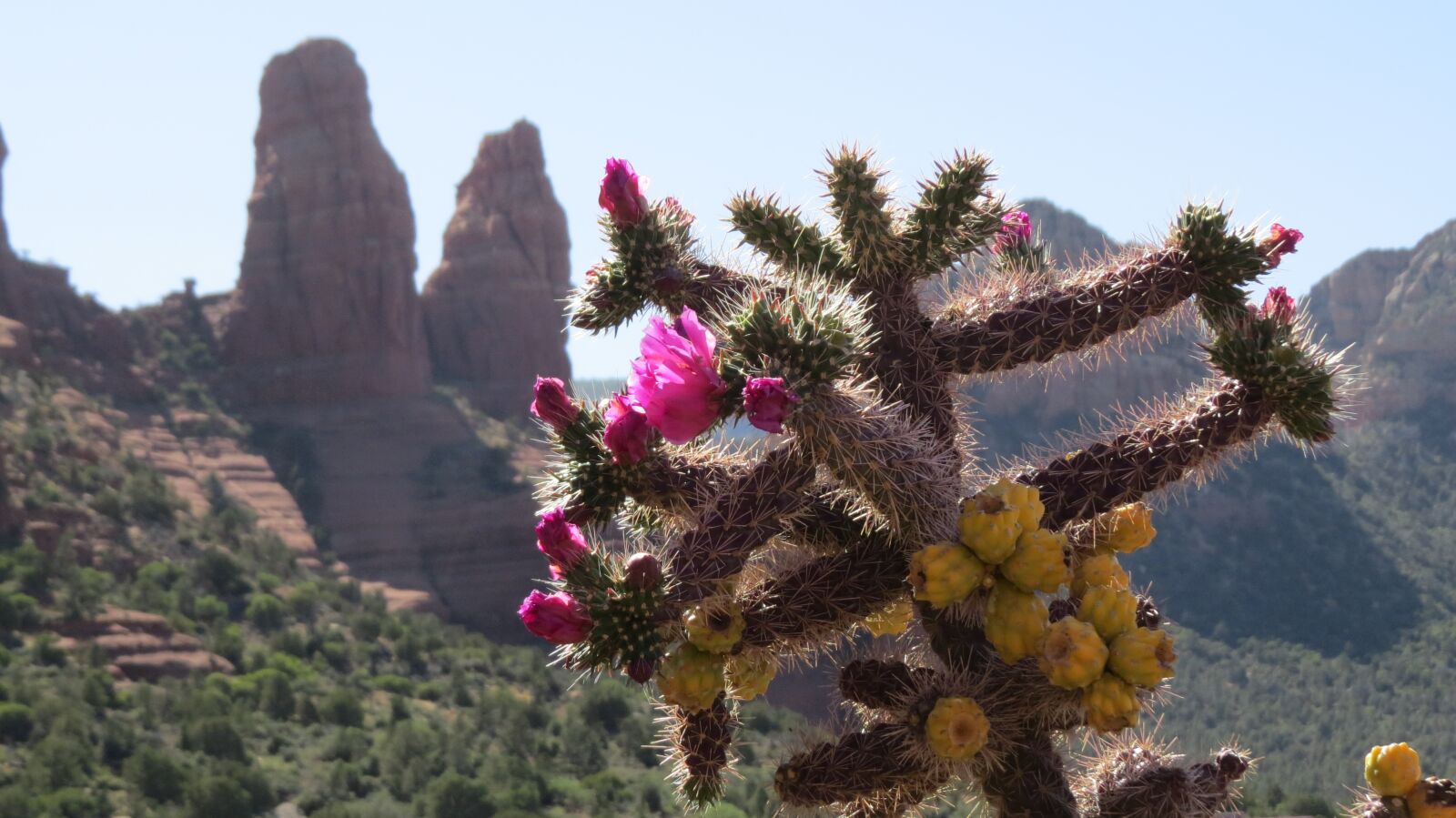 Canon PowerShot SX50 HS sample photo. Desert, cactus, flower photography