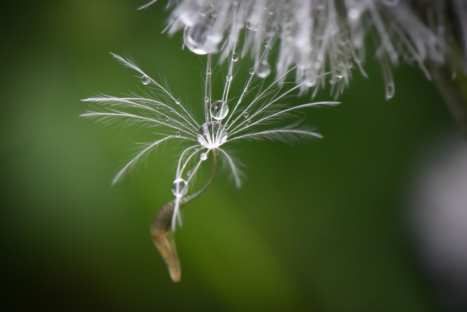 Nikon D750 sample photo. Macro, damla, karahindiba photography