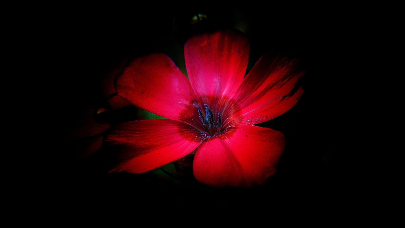Sony Cyber-shot DSC-H300 sample photo. Pointed flower, small, red photography