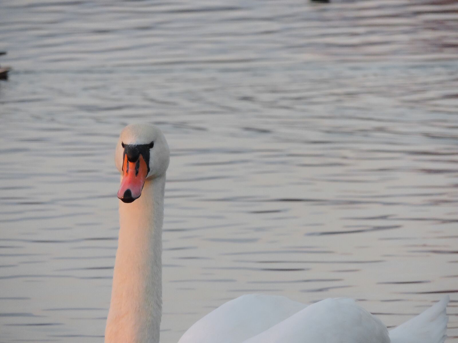 Nikon Coolpix P520 sample photo. Bird, water, swan, lake photography