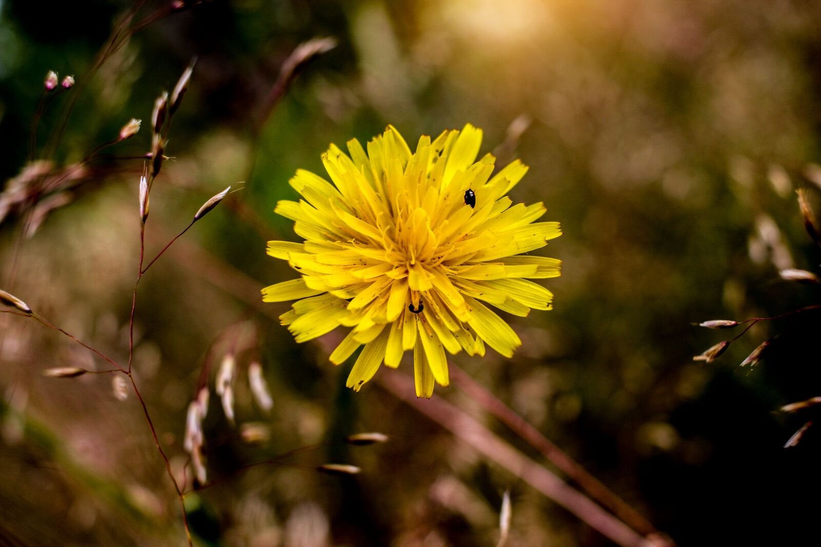 Canon EF-S 24mm F2.8 STM sample photo. Summer, flower, field photography