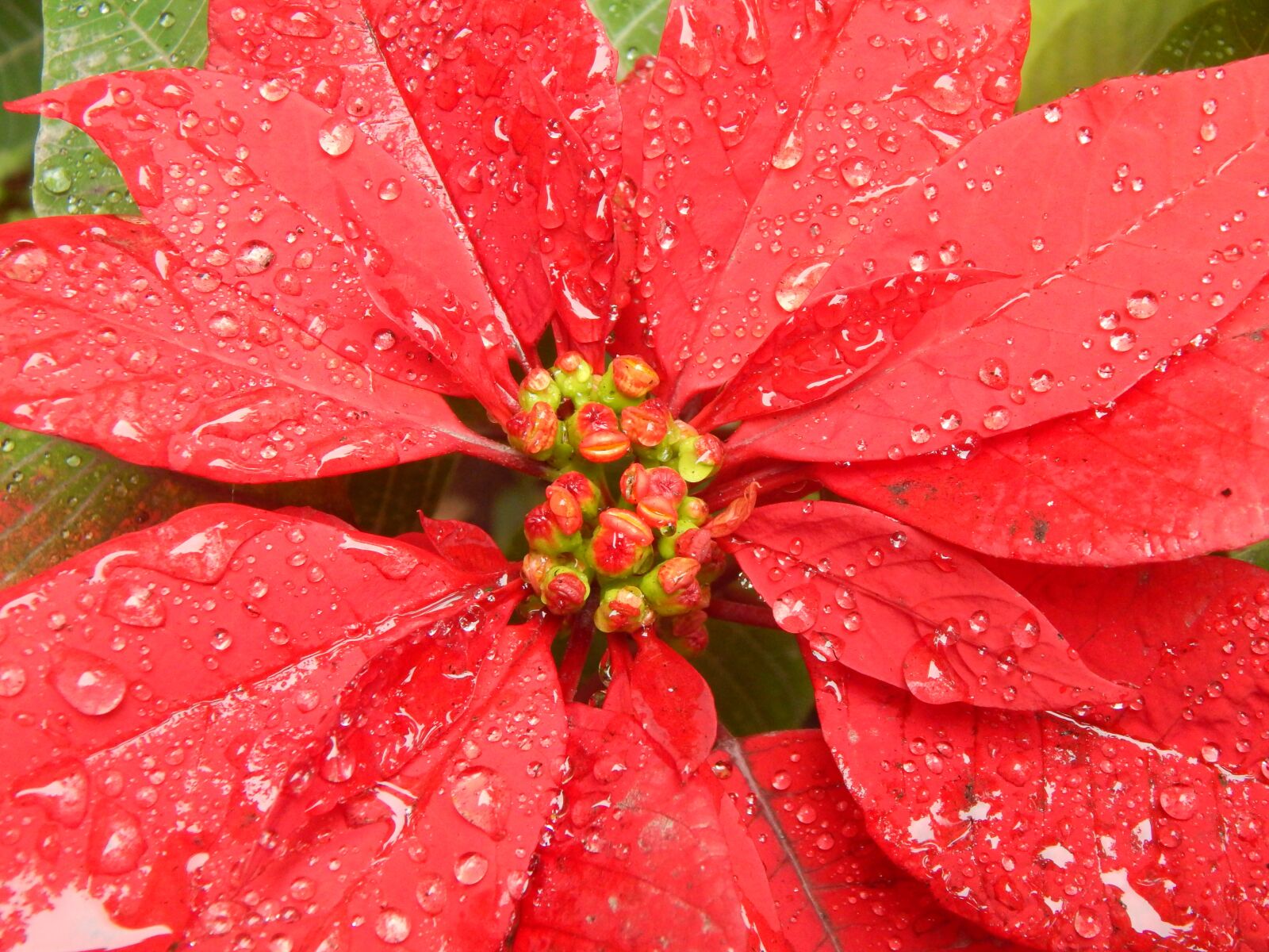 Nikon Coolpix L820 sample photo. Red flower wet, rain photography