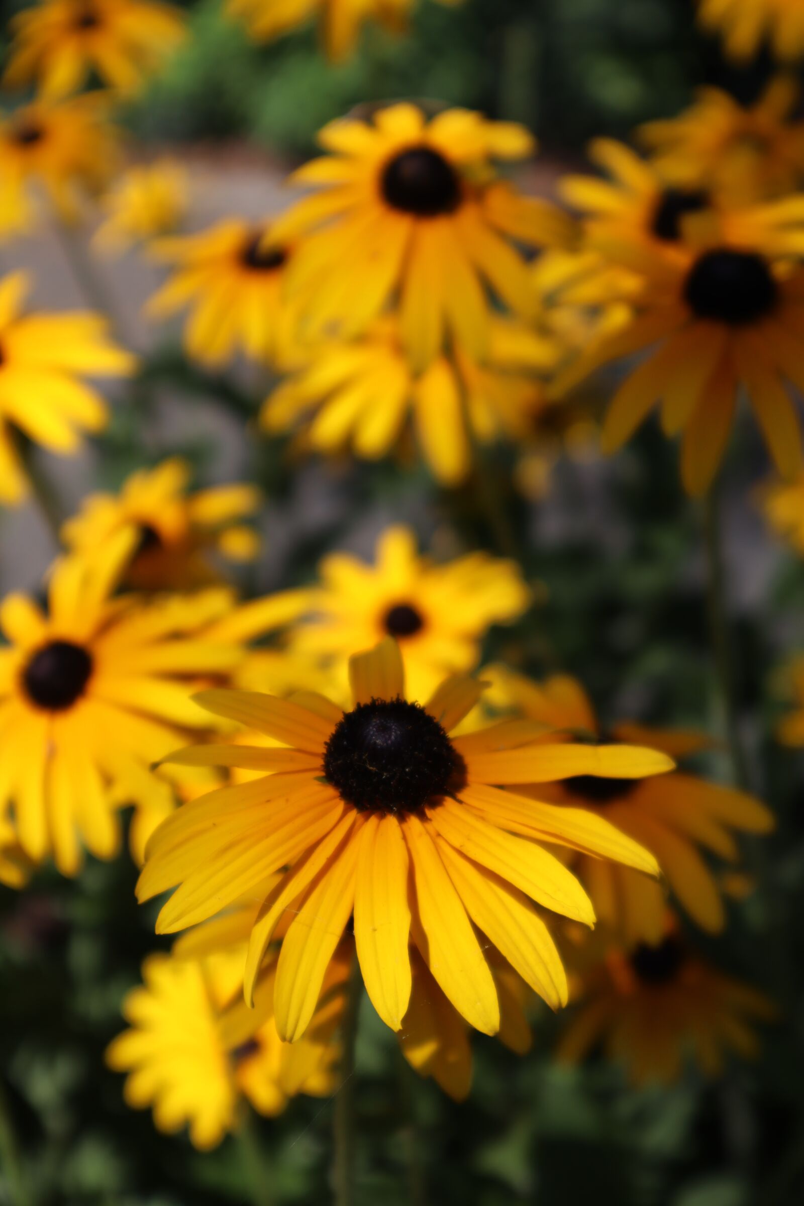 Canon EOS M50 (EOS Kiss M) sample photo. Flowers, yellow, summer photography
