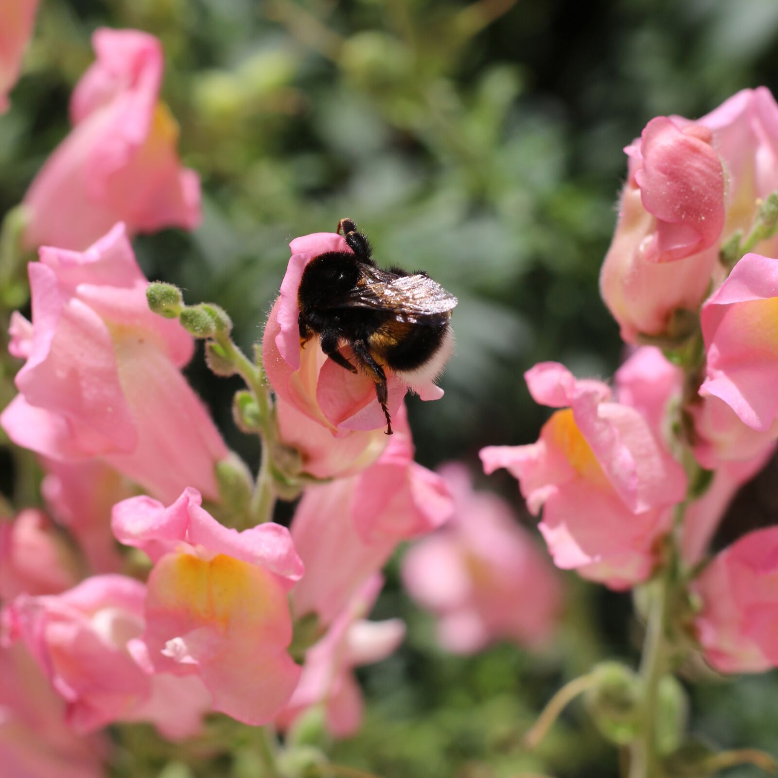 Canon EOS 700D (EOS Rebel T5i / EOS Kiss X7i) sample photo. Insect, bumblebee, nature photography