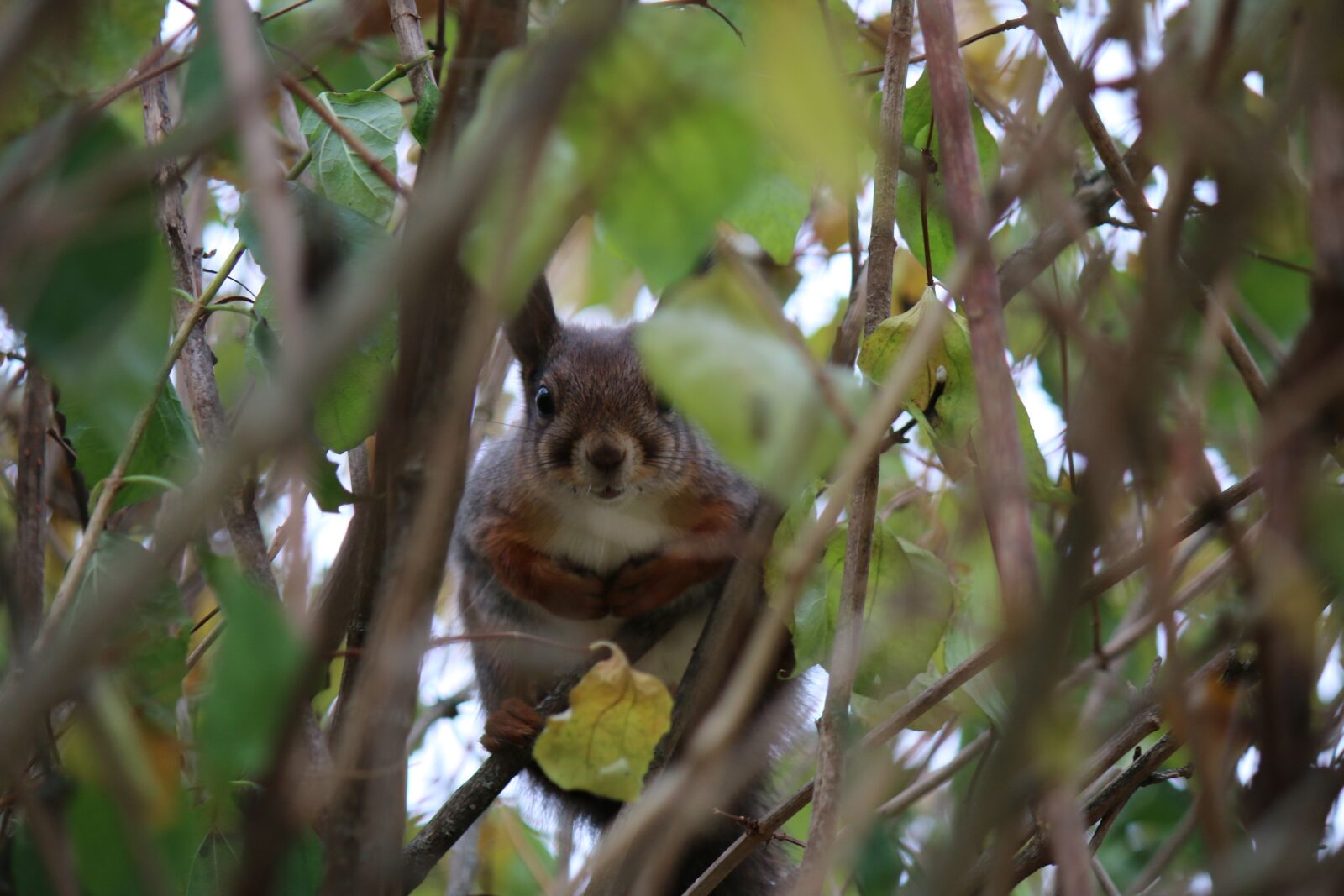 Canon EF-S 55-250mm F4-5.6 IS sample photo. Squirrel, bush, animal photography