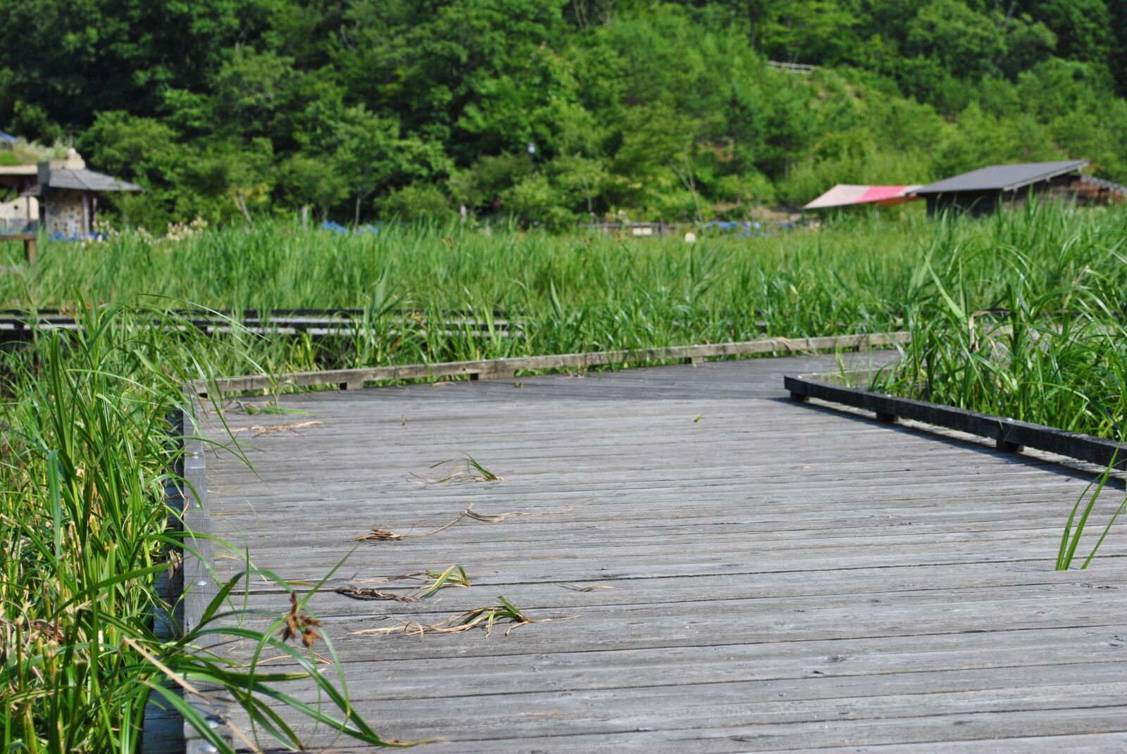Nikon D3000 sample photo. Walkway, lake, reeds photography