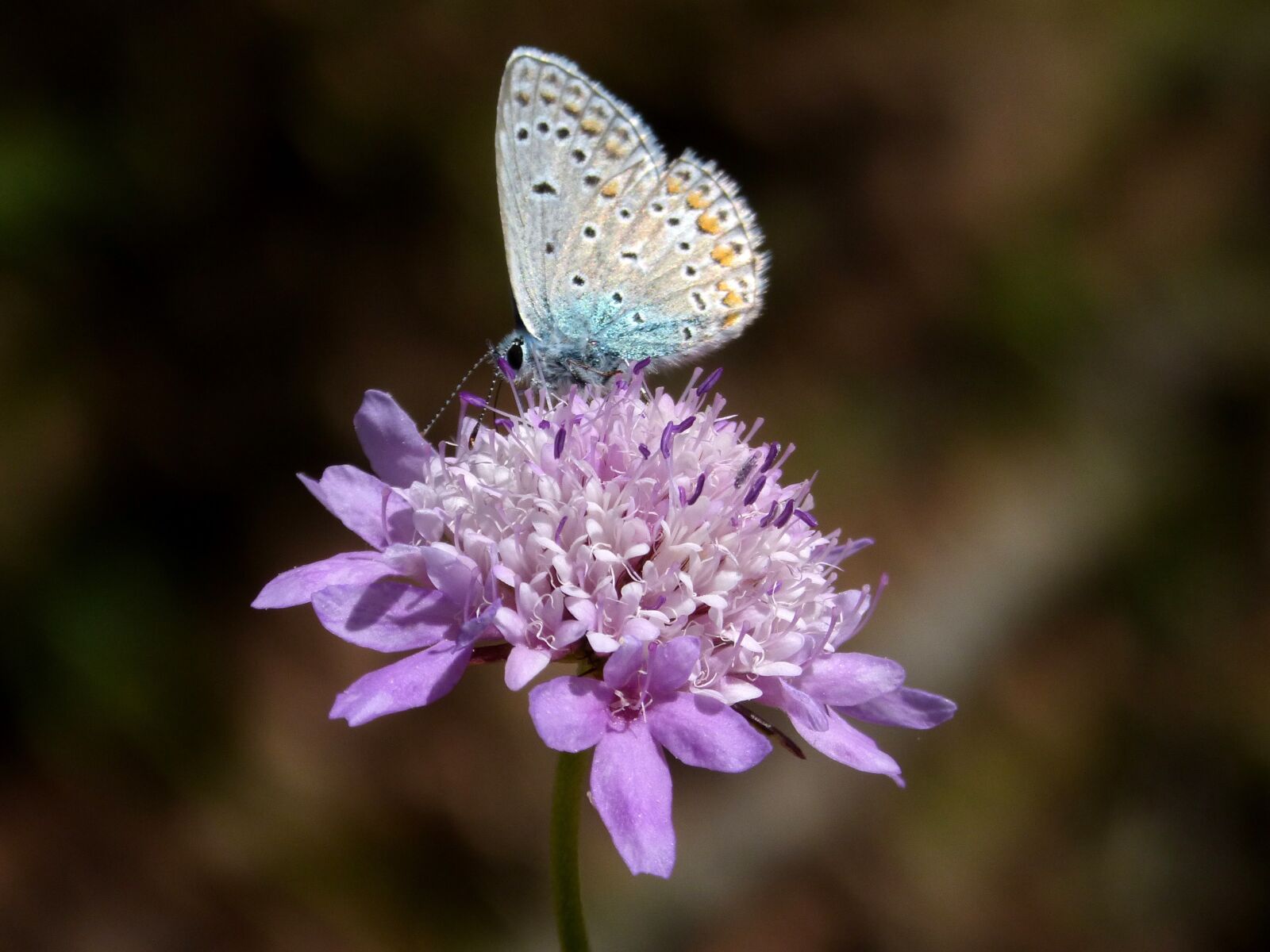 Panasonic DMC-FZ62 sample photo. Butterfly, common blue, flower photography