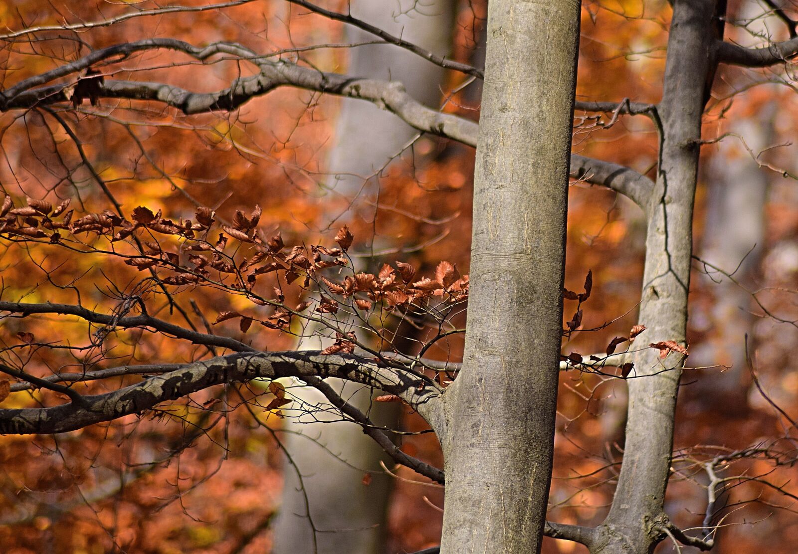 Nikon D3300 sample photo. Autumn mood, leaves, emerge photography