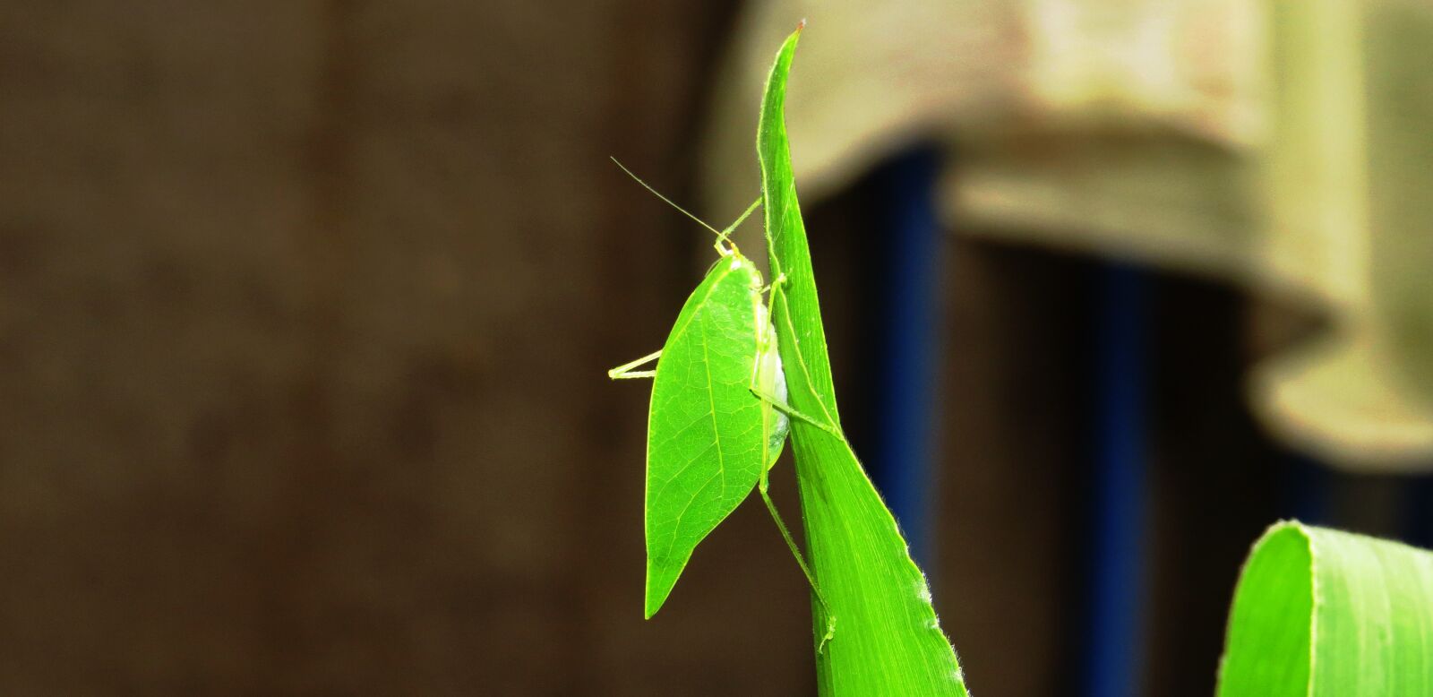 Canon PowerShot SX50 HS sample photo. Nature, insect, cricket photography