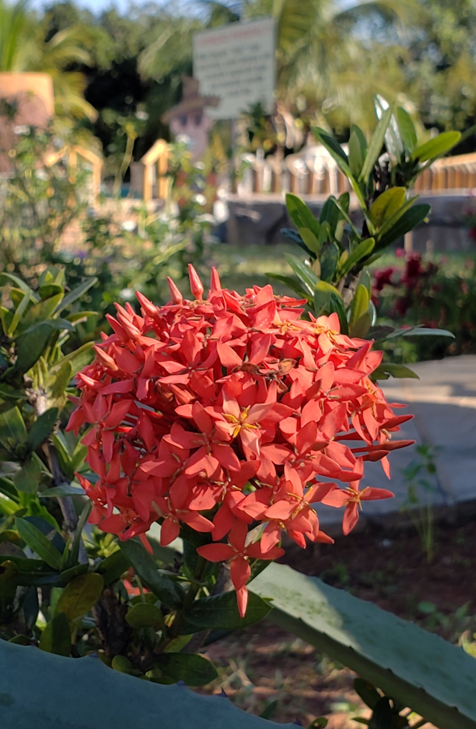Samsung Galaxy S9+ sample photo. Flower, nature, brazil photography