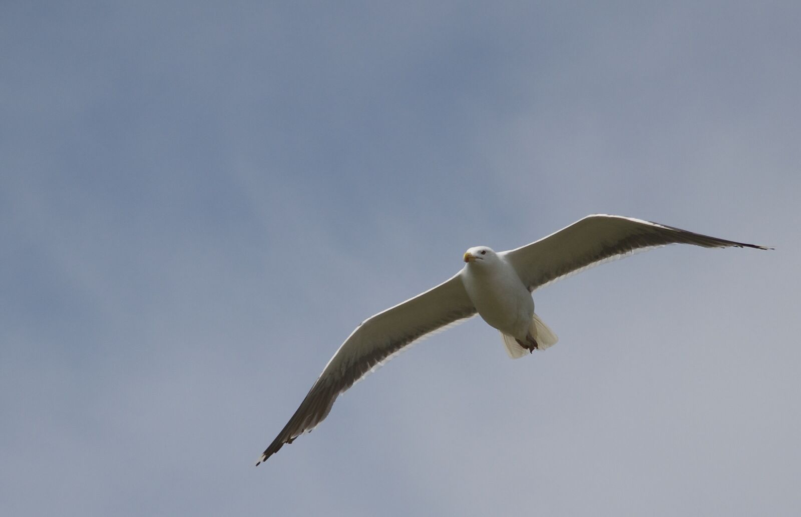 Nikon D7000 sample photo. Bird, sky, nature photography