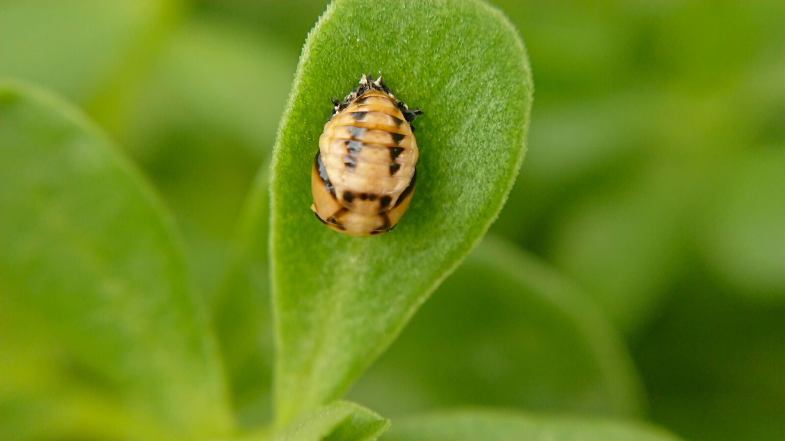 Sony Xperia XZ Premium sample photo. Insects, fly, nature photography