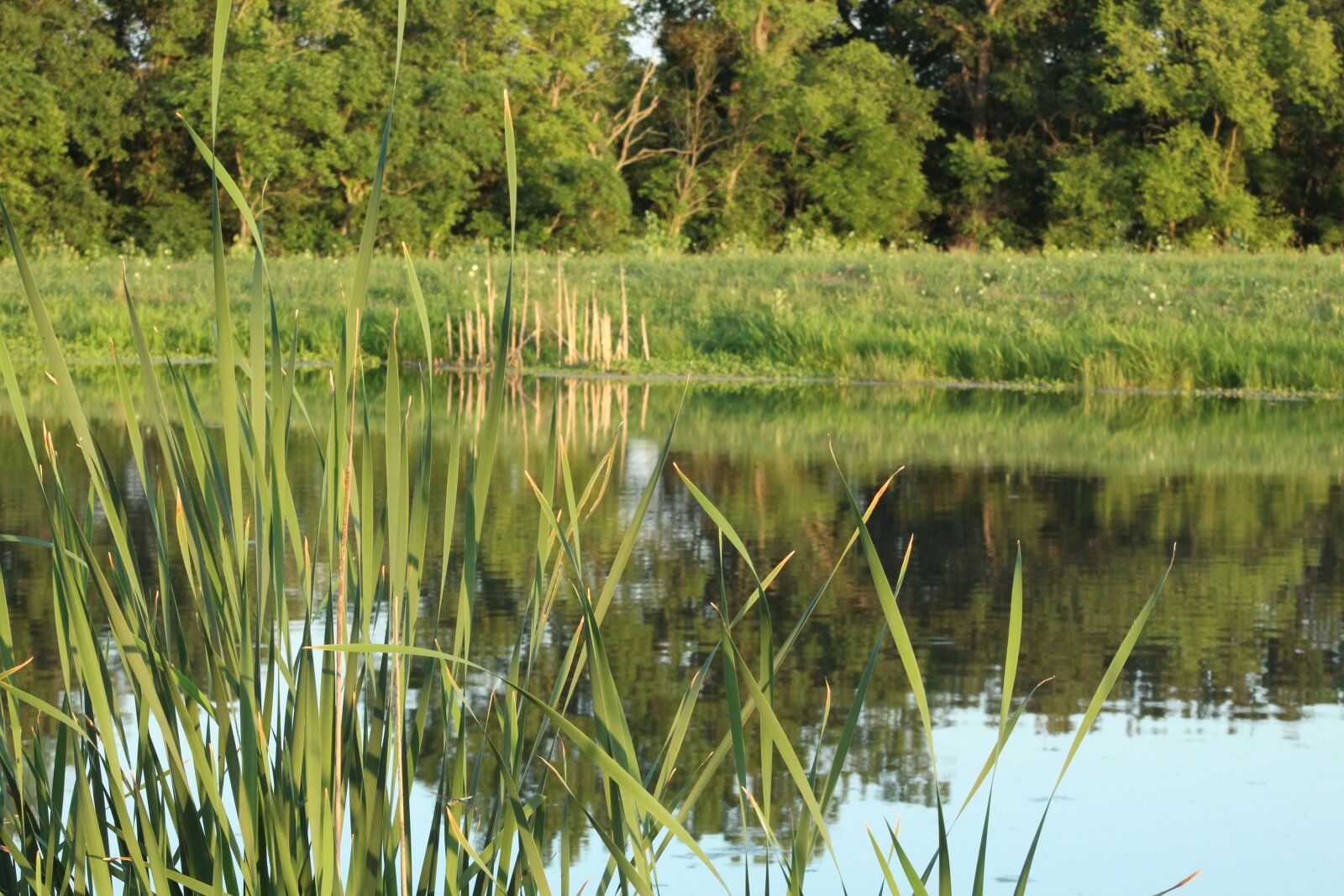 Canon EOS 1300D (EOS Rebel T6 / EOS Kiss X80) + EF75-300mm f/4-5.6 sample photo. Reeds, trees, nature photography