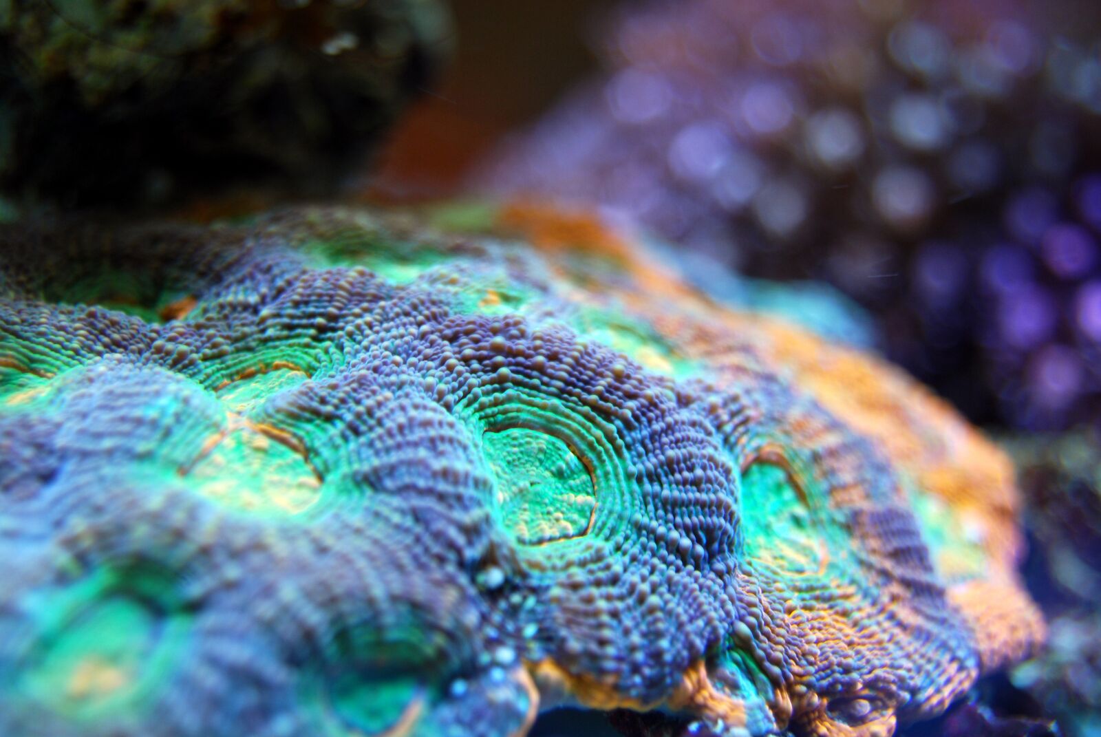 Nikon D40X sample photo. Coral, reef, sea photography