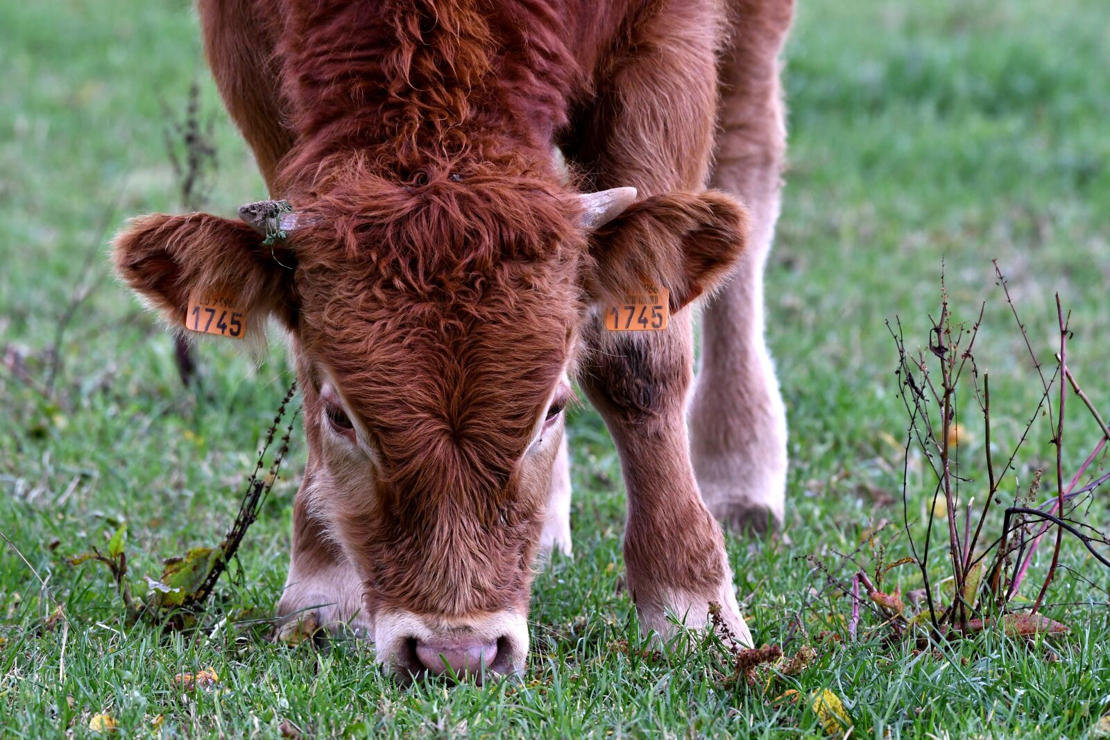 Nikon D500 sample photo. Calf, animal, browser photography
