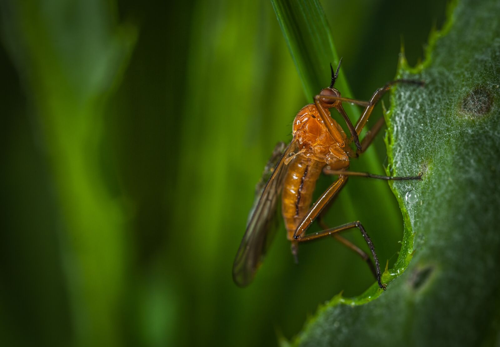 Canon EOS 5D Mark II + Canon MP-E 65mm F2.5 1-5x Macro Photo sample photo. Nature, insect, animals photography