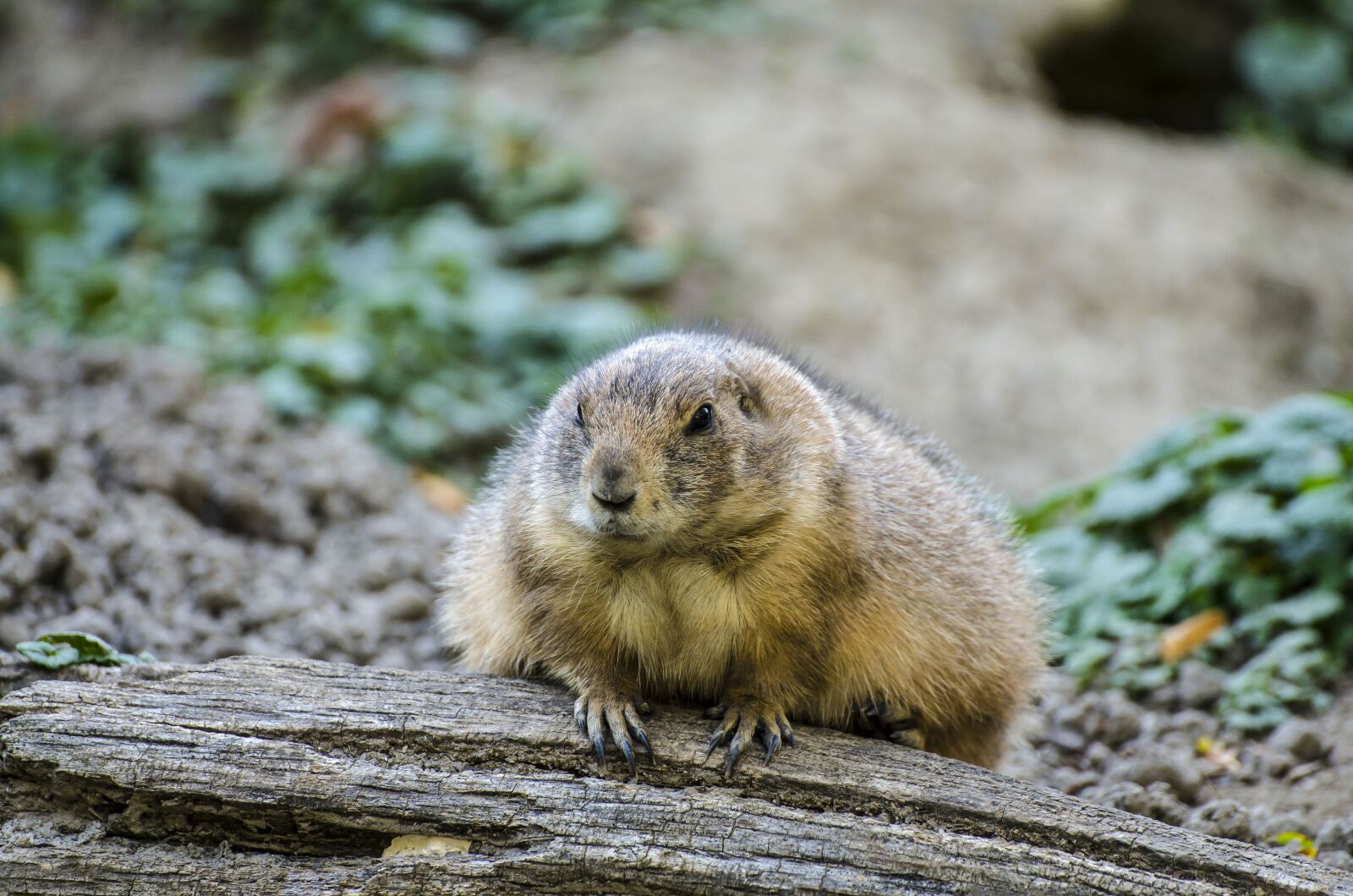 Nikon D7000 sample photo. Zoo, tiergarten, vienna photography