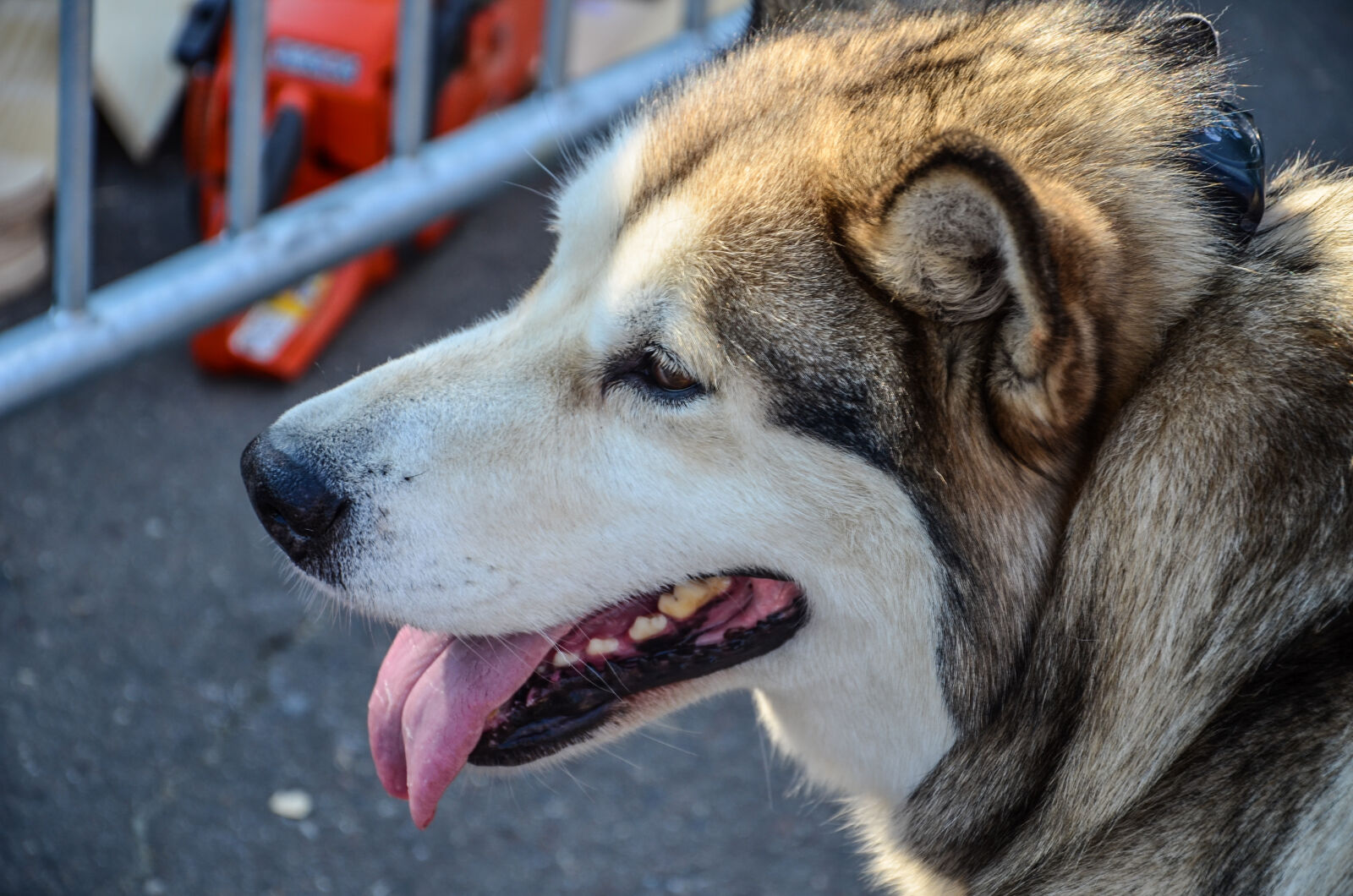Nikon D5100 sample photo